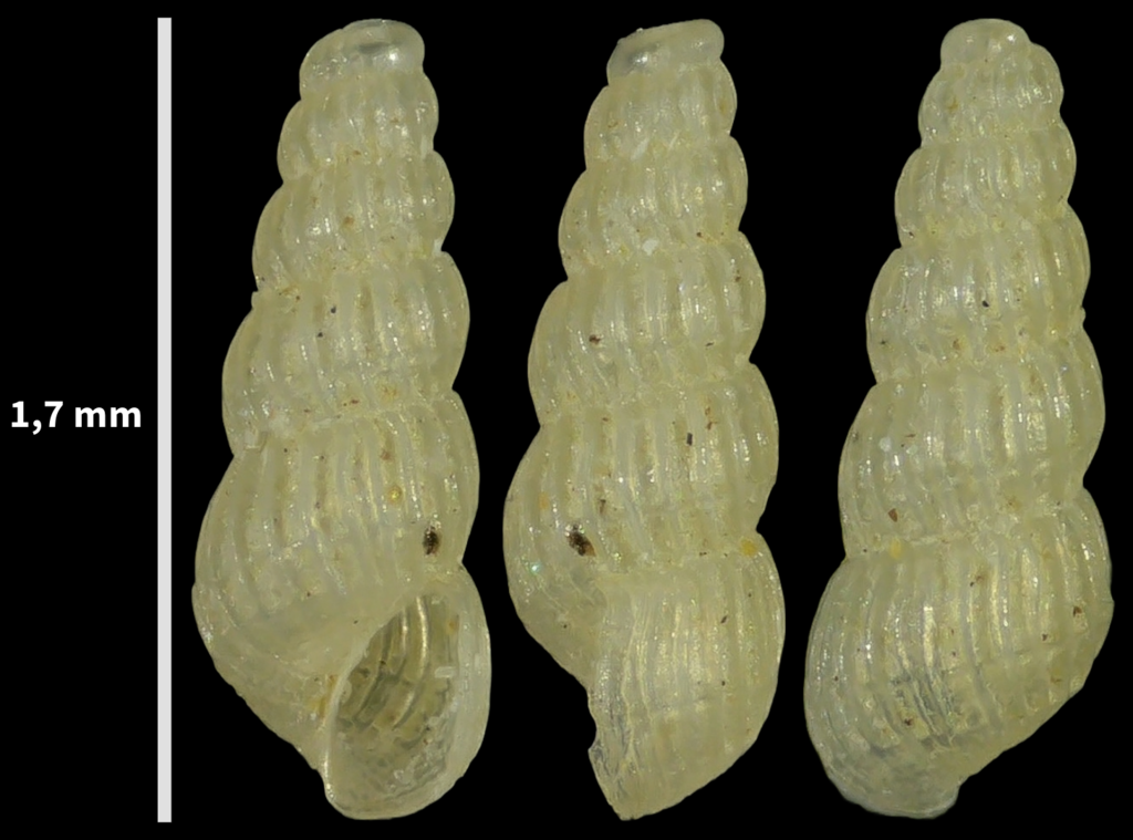 Parthenina emaciata