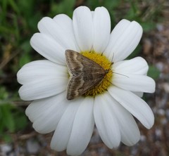 Pyrausta aerealis