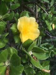 Pereskiopsis diguetii