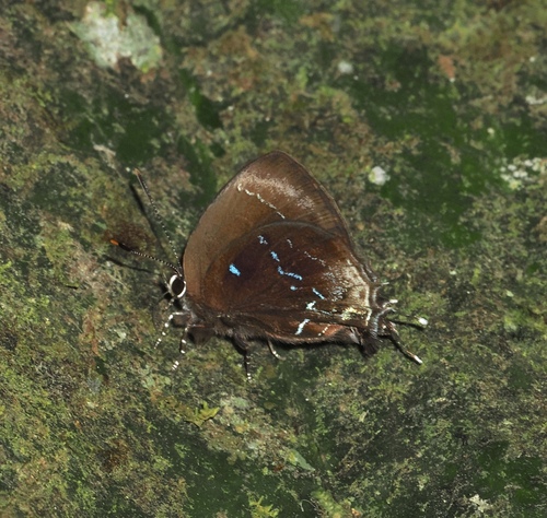 Ocaria delphinae
