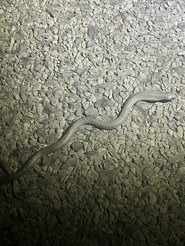 Blue-bellied Black Snake sighting