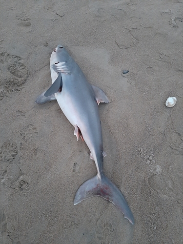 Porbeagle photographed in Maine