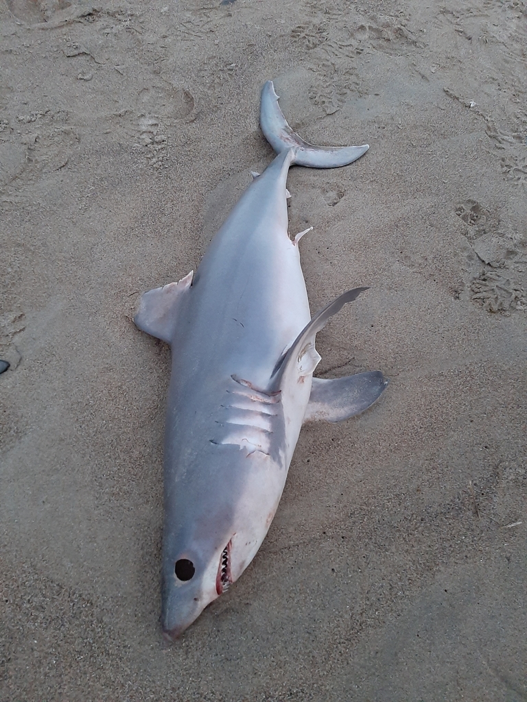 Mackerel Sharks (Lamnidae) - Marine Life Identification