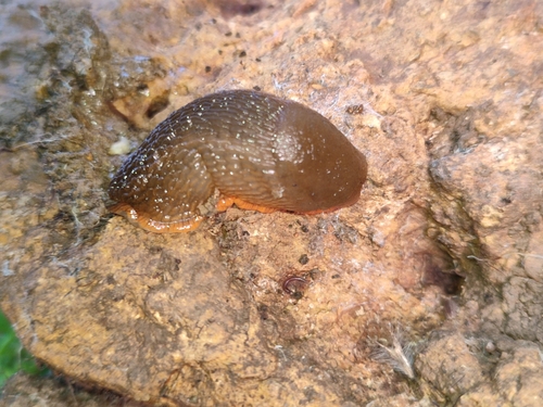 Arion lusitanicus observed 2024-12-12