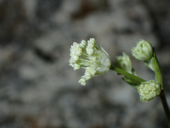 Astrantia carniolica