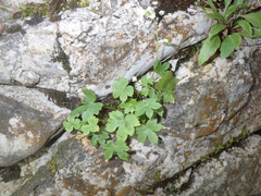 Astrantia carniolica