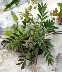 Biserrula epiglottis