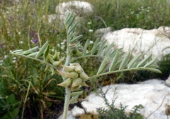 Biserrula epiglottis