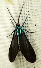 Uranophora