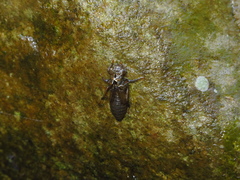 Sinogomphus formosanus