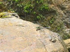 Sinogomphus formosanus