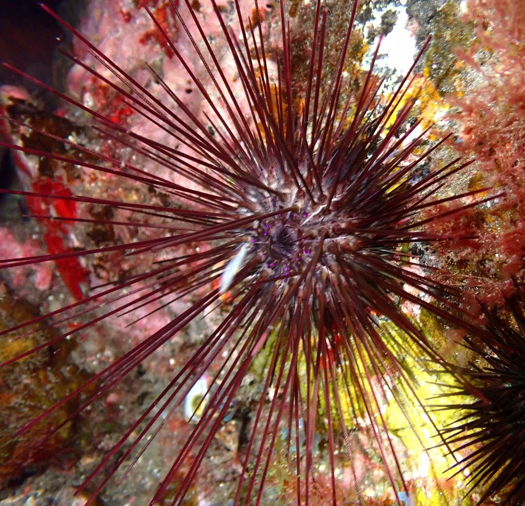 Centrostephanus longispinus