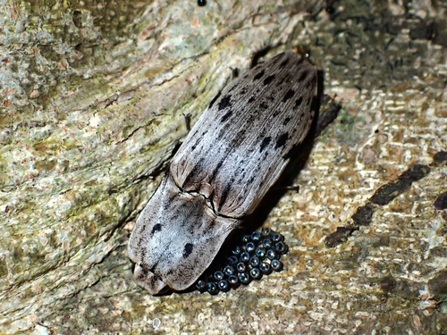 Alaus farinosus, 2024-12-12