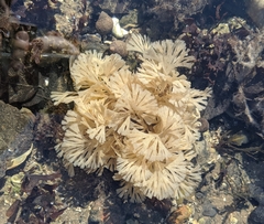 Flustridae
