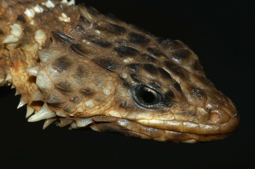 Van Dam's Dragon Lizard