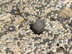 Littorina littorea