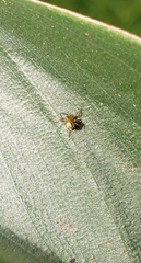 Araneomorphae