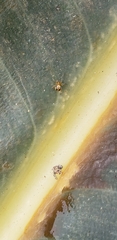Araneomorphae