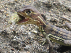 Basiliscus