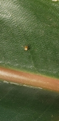 Araneomorphae