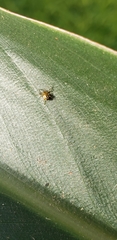 Araneomorphae