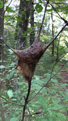 Malacosoma americana