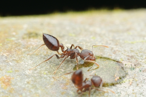 双突柄举腹蚁Crematogaster dohrni