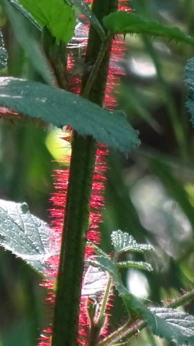 Rubus ellipticus