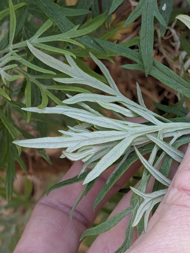 Image of Artemisia palmeri by (c) Jason Schock, some rights reserved (CC BY)