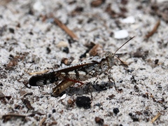 Spharagemon marmorata