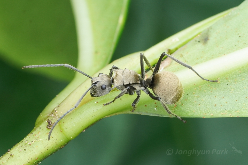 Polyrhachis illaudata