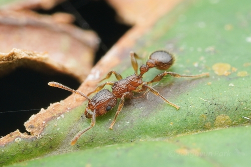 Tetramorium indicumTetramorium indicum