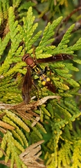 Polistes versicolor