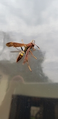 Polistes versicolor