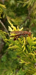 Polistes versicolor