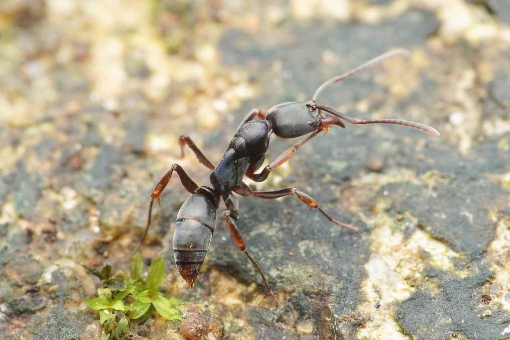 Mesoponera melanaria