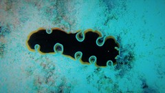 Pseudobiceros hancockanus