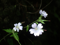 Geranium nodosum