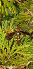 Polistes versicolor