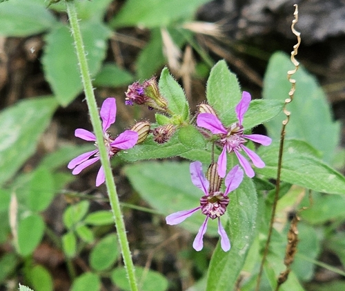 Cuphea gaumeri