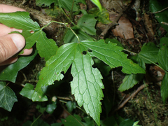 Geranium nodosum