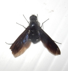 Anthrax aterrimus