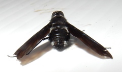 Anthrax aterrimus