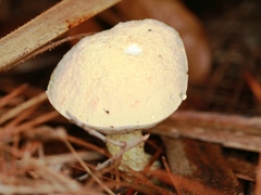 Austroboletus