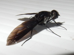 Anthrax aterrimus