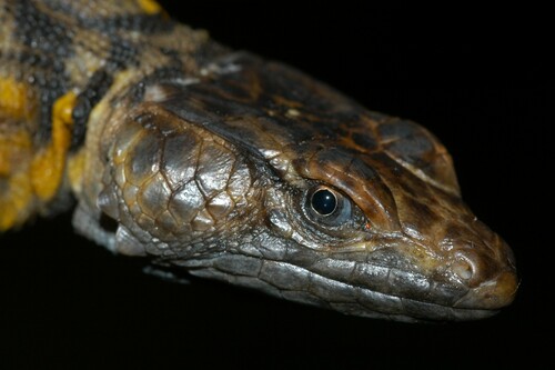 Northern Crag Lizard, Pseudocordylus transvaalensis