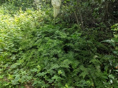 Coryphopteris simulata