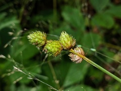 Carex cumulata