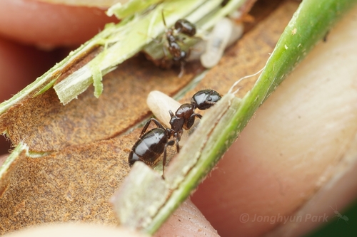 Camponotus weddaCamponotus wedda