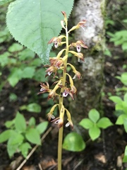 Corallorhiza maculata maculata